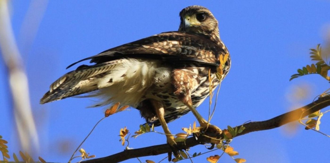 Gavilanes mixtos - La Plata