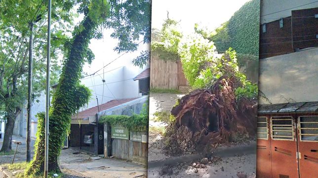 se cayo un arbol, arrastro cables y dejo a una barrio de la plata sin luz