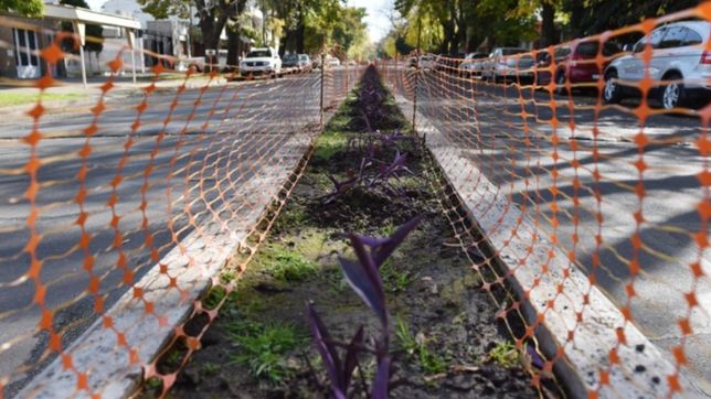 la municipalidad planto 800 purpurinas en el divisor de la avenida 25