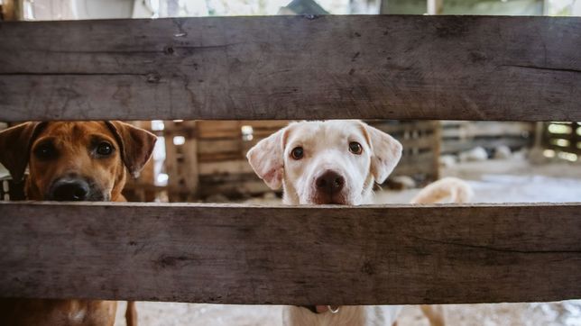 la flamante fiscalia de maltrato animal de la plata tuvo su primera detencion