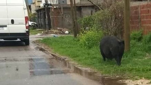 hay cerdos sueltos caminando por las calles de villa castells