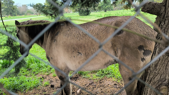 un nuevo caso de maltrato animal en city bell motivo el rescate de un caballo y la detencion de su dueno
