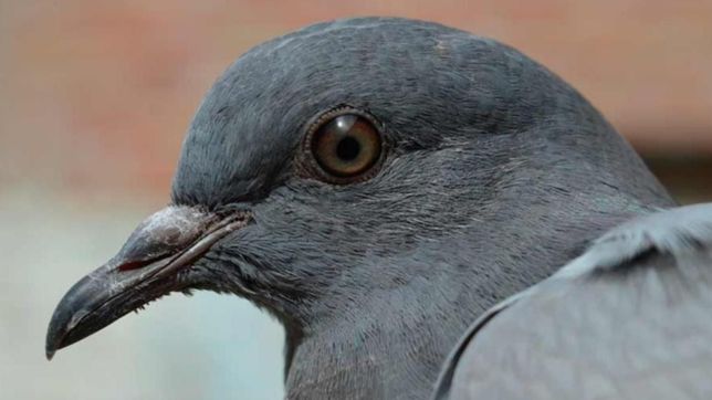 despues del normal 1, otra escuela platense denuncio la invasion de ratas y palomas
