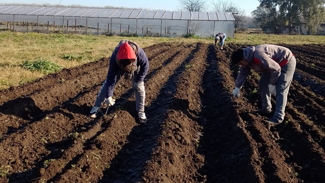 proponen que los productores que perdieron la cosecha por el frio no paguen las tasas