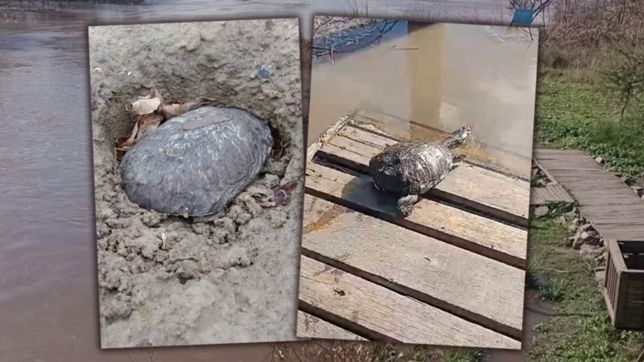 el emotivo video de la liberacion de una tortuga rescatada durante la sequia en la plata