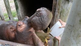 las fotos que muestran la vida de hipolito en el ex zoologico de la plata las fotos que muestran la vida de hipolito en el ex zoologico de la plata