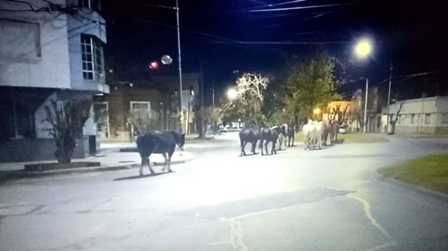 filmaron a casi una docena de caballos rompiendo las restricciones en la plata