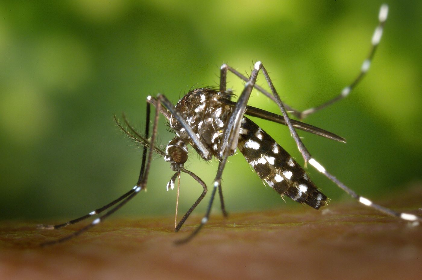 La variante Aedes aegypti transmite el dengue y chikungunya.