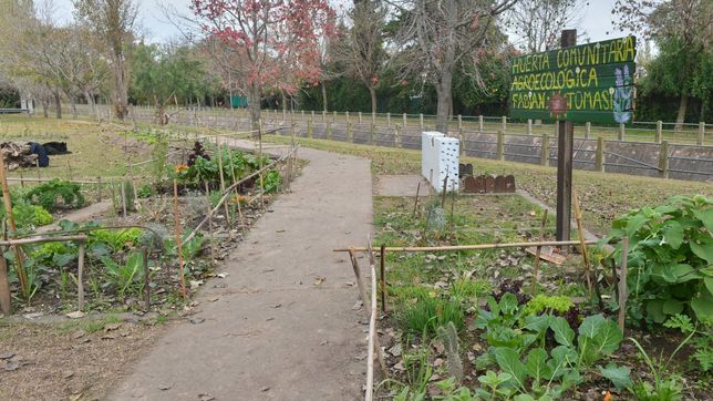 kale, remolacha y agroecologia: asi es la primera huerta comunitaria en una plaza de la plata
